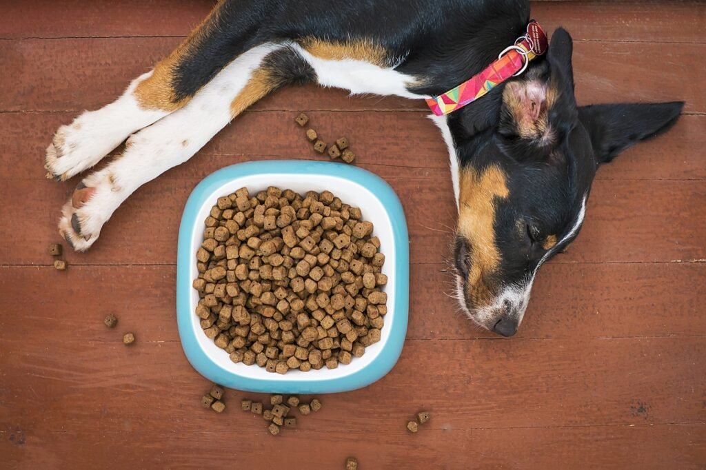 dog, pet, food, bowl, kibble, animal, paws, treat, nap, sleep