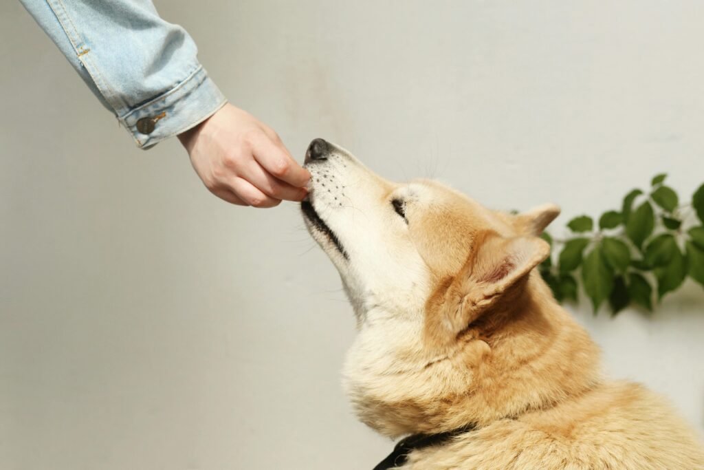 A person in a denim jacket feeds a Shiba Inu dog a treat, showcasing companionship.